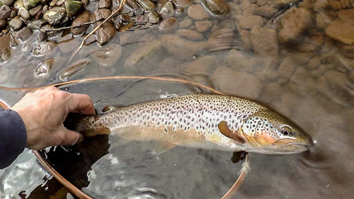 Dry Fly Fishing with a CutThroat Furled Leader on Vimeo