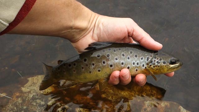Wild Trout On Split Cane. Scottish Small Stream Fly Fishing 